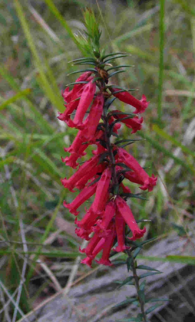 Victorian State Flower